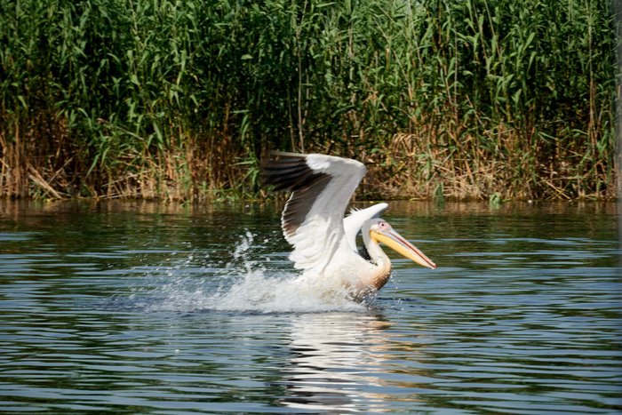 Copertă album Brambura prin Delta Dunării